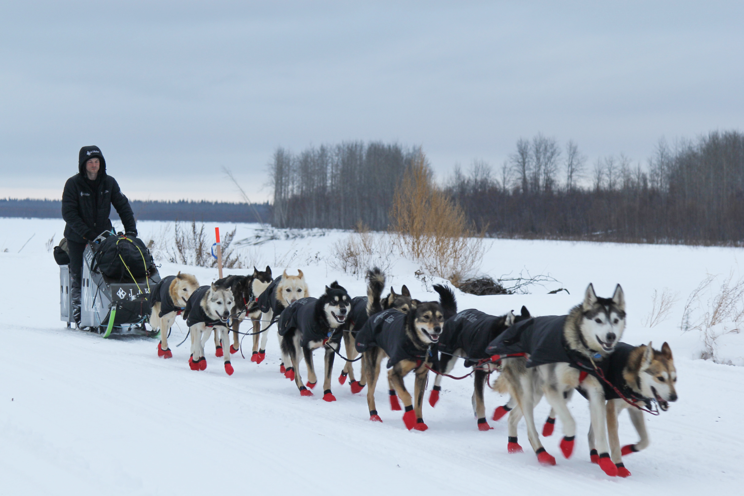 Mushing: The Life of a Sled Dog on the Job - The Forkball